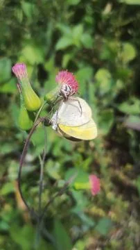 Mecaphesa crab spider capturing an Eurema albula sinoe butterfly Stock Photos