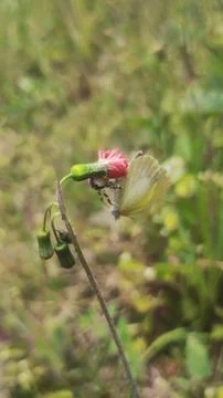 Mecaphesa crab spider capturing an Eurema albula sinoe butterfly Stock Photos