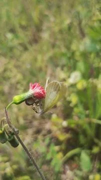 Mecaphesa crab spider capturing an Eurema albula sinoe butterfly Stock Photos