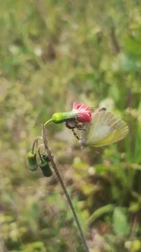 Mecaphesa crab spider capturing an Eurema albula sinoe butterfly Stock Photos