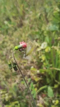 Mecaphesa crab spider capturing an Eurema albula sinoe butterfly Stock Photos
