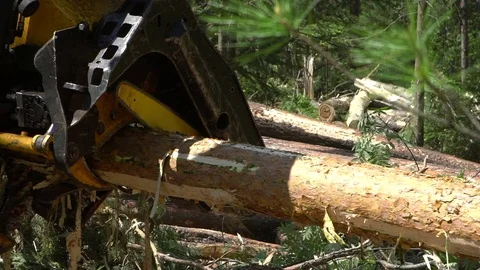 Mechanical arm cuts a freshly chopped tree trunk in a forest Stock Footage 77657410
