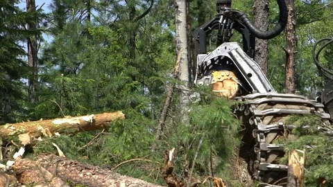 Mechanical arm cuts a freshly chopped tree trunk in a forest Stock Footage 77998399