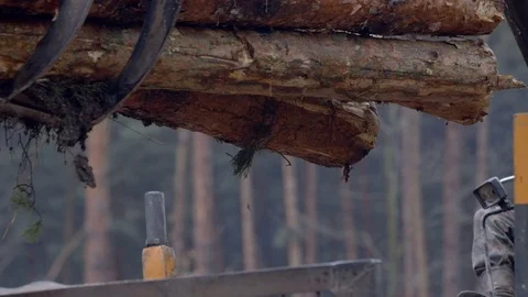 The mechanical arm of a specialized Bark Removing Machine strips the bark from a Stock Footage 71641113