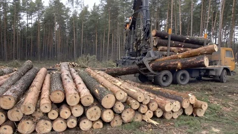 The mechanical arm of a specialized Bark Removing Machine strips the bark from a Stock Footage 71641558