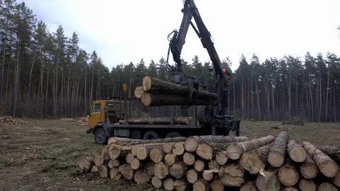 The mechanical arm of a specialized Bark Removing Machine strips the bark from a 스톡 동영상 71641905