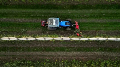Mechanical cutting of apple branches with a tractor. Stock Footage 224567289