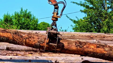 Mechanical grab lifting heavy logs during wood loading process on sunny summer Stock Footage 320891776