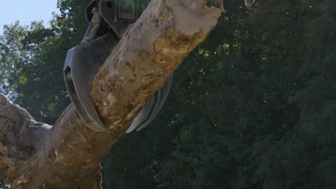 Mechanical grab loading trees, left behind by Hurricane Helene, onto a truck Stock Footage 287996563