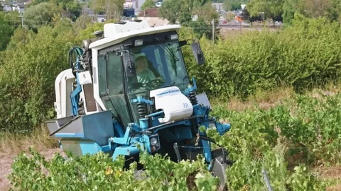 Mechanical grape harvest with harvester machine in Poligny, Jura, France 库存影片 343481676