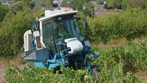 Mechanical grape harvest with harvester machine in Poligny, Jura, France 库存影片 343481713
