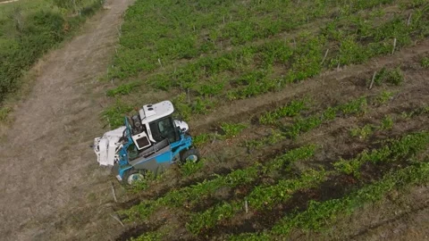 Mechanical grape harvest with harvester machine in Poligny, Jura, France 库存影片 343481714