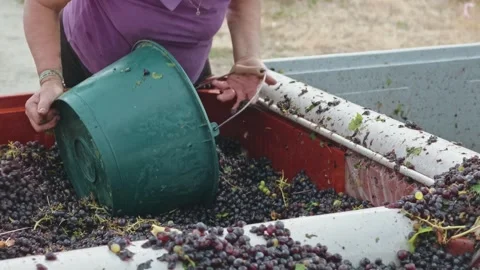 Mechanical grape harvest with harvester machine in Poligny, Jura, France 库存影片 343481729