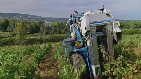 Mechanical grape harvest with harvester machine in Poligny, Jura, France 库存影片 343481739