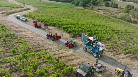 Mechanical grape harvest with harvester machine in Poligny, Jura, France 库存影片 343481746