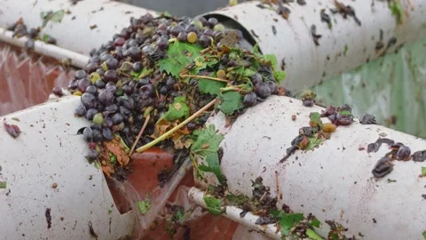 Mechanical grape harvest with harvester machine in Poligny, Jura, France 库存影片 343481751