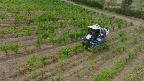 Mechanical grape harvest with harvester machine in Poligny, Jura, France 库存影片 343481765