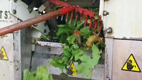 Mechanical grape harvest with harvester machine in Poligny, Jura, France 库存影片 343481766