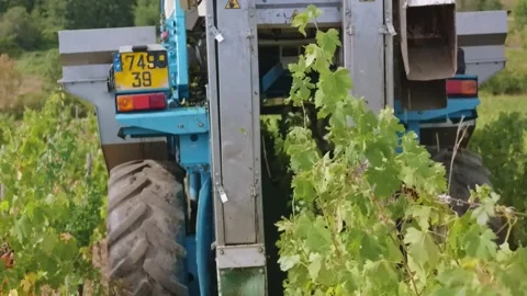 Mechanical grape harvest with harvester machine in Poligny, Jura, France 库存影片 343481774