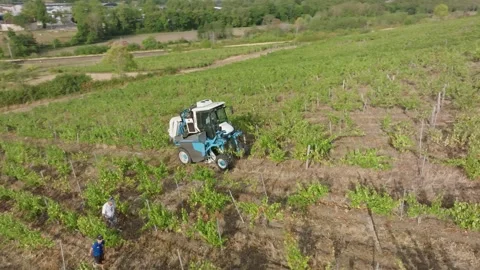 Mechanical grape harvest with harvester machine in Poligny, Jura, France 库存影片 343481780