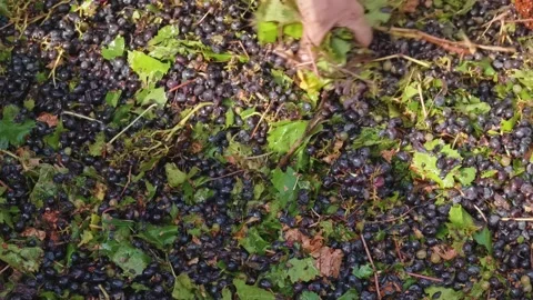 Mechanical grape harvest with harvester machine in Poligny, Jura, France Vidéo 343481781