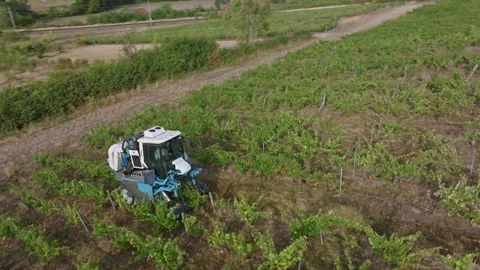Mechanical grape harvest with harvester machine in Poligny, Jura, France 库存影片 343481808