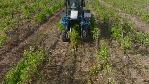 Mechanical grape harvest with harvester machine in Poligny, Jura, France 库存影片 343481812