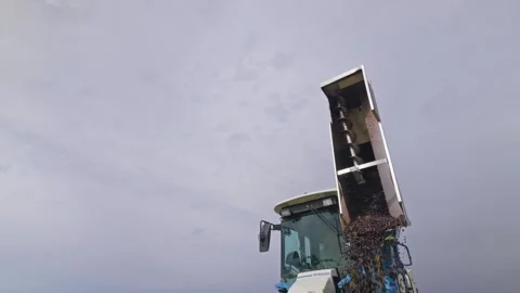 Mechanical grape harvest with harvester machine in Poligny, Jura, France 库存影片 343481821