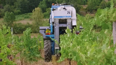 Mechanical grape harvest with harvester machine in Poligny, Jura, France 库存影片 343481828