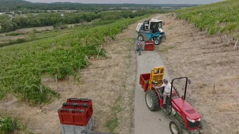 Mechanical grape harvest with harvester machine in Poligny, Jura, France 库存影片 343481838