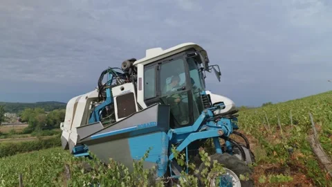 Mechanical grape harvest with harvester machine in Poligny, Jura, France 库存影片 343481843