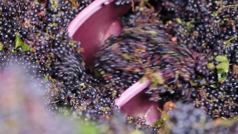 Mechanical grinding and crushing of red grapes Stock Footage 242523244