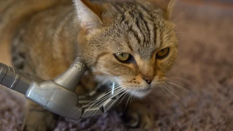 A mechanical hand strokes a cat. A cyborg is stroking a British cat. The cat Stock Footage 127188935