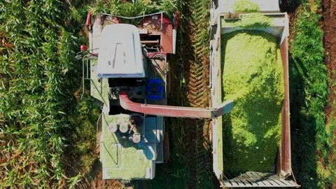 Mechanical Harvesting of a Forage Harvester Corn Fields for Silage. The Stock Footage 220453210
