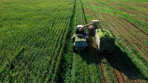 Mechanical Harvesting of a Forage Harvester Corn Fields for Silage. The Stock Footage 220454085