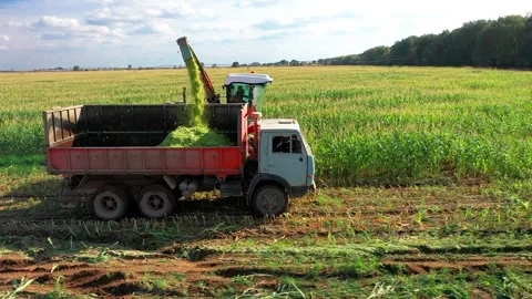 Mechanical Harvesting of a Forage Harvester Corn Fields for Silage. The Stock Footage 220455922