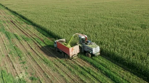 Mechanical Harvesting of a Forage Harvester Corn Fields for Silage. The Stock Footage 220457083