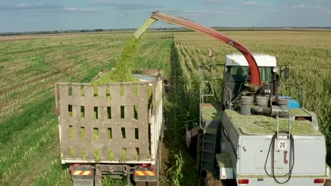 Mechanical Harvesting of a Forage Harvester Corn Fields for Silage. The Stock Footage 220459993