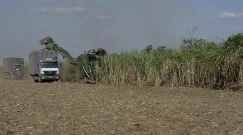 Mechanical harvesting of sugarcane in Amazon Stock Footage 51184150