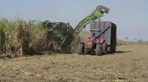 Mechanical harvesting of sugarcane in Amazon Stock Footage 51184302