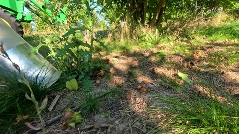 Mechanical Hazelnut Harvesting from Orchard Ground Stock-Footage 345500583