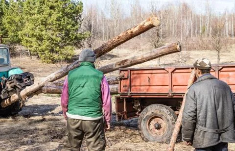 Mechanical loading and transportation of pine wood using a tractor Stock Photos