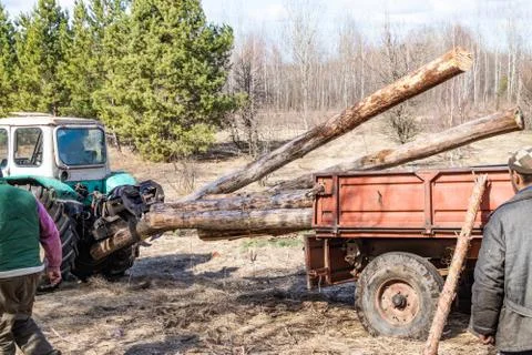 Mechanical loading and transportation of pine wood using a tractor Stock Photos