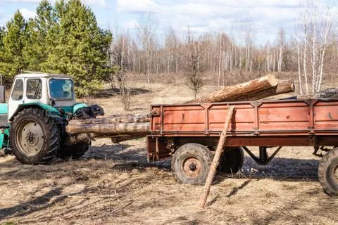 Mechanical loading and transportation of pine wood using a tractor Stock Photos