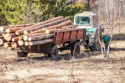 Mechanical loading and transportation of pine wood using a tractor Stock Photos