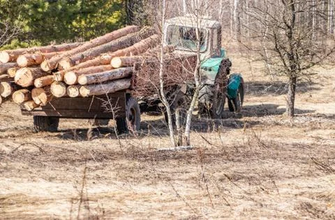 Mechanical loading and transportation of pine wood using a tractor Stock Photos