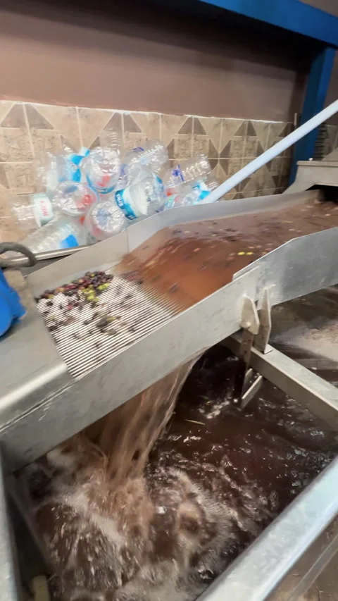 Mechanical olive processing system efficiently sorting olives Stock Footage 318016614
