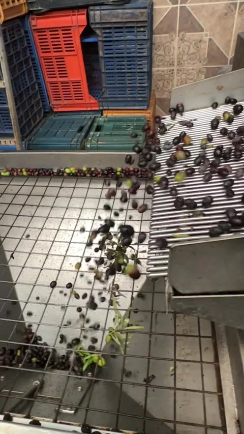 Mechanical olive processing system efficiently sorting olives Stock Footage 318016680