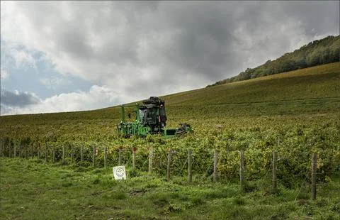 Mechanical pruner being driven on the slopes of the Cotes de Blanc Foto stock