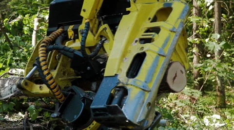 Mechanical Sawing a freshly chopped tree trunk Stock Footage 59571526